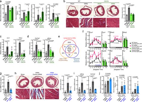 Mutation Of Clock Gene Suppresses Cardiac Complications In 5 6nx Mice A Download Scientific