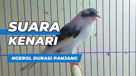 Pancingan Suara Kenari Gacor Ngerol Durasi Full Panjang YouTube