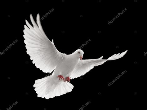 Dove Flying — Stock Photo © Ifong 9025250