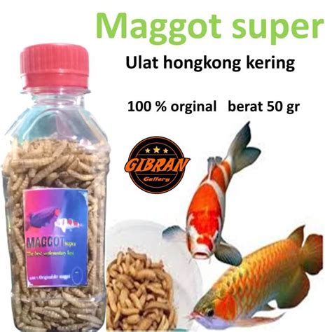 Ulat Kering Maggot Magot Pakan Makanan Ikan Arwana Louhan Lohan Channa