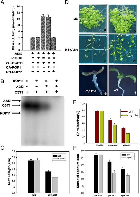 Feronia Receptor Kinase Pathway Suppresses Abscisic Acid Signaling In