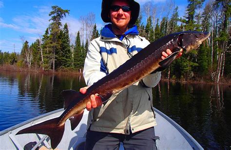 Sturgeon Fishing - Ogoki Frontier Armstrong Station Ontario Canada