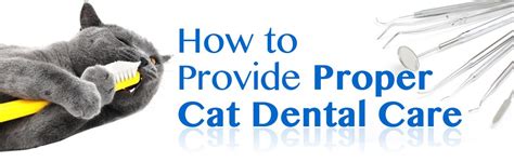 How to Provide Proper Cat Dental Care? - Skyline Animal Hospital