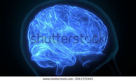 3d Illustration Human Brain Anatomy Stock Illustration 2061192665 ...