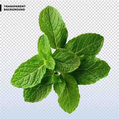 Premium PSD Fresh Mint Leaves Isolated On Transparent Background