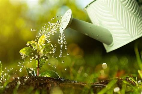 Usos INCREIBLES Del AGUA OXIGENADA En Tus PLANTAS Diario Del Agro