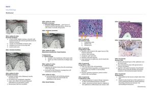 Histology Skin Lecture Ppt