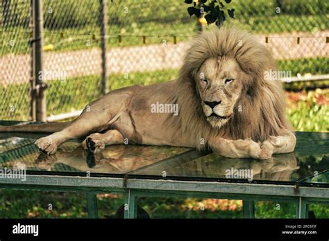 Lion enclosure zoo hi-res stock photography and images - Alamy