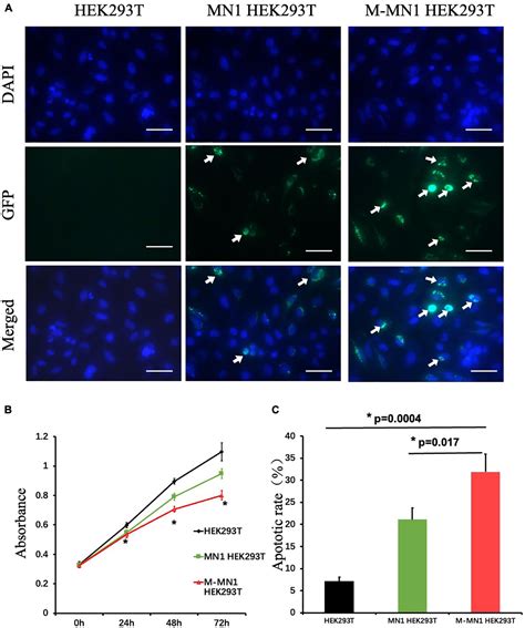 Frontiers Mn Neurodevelopmental Disease Atypical Phenotype Due To A