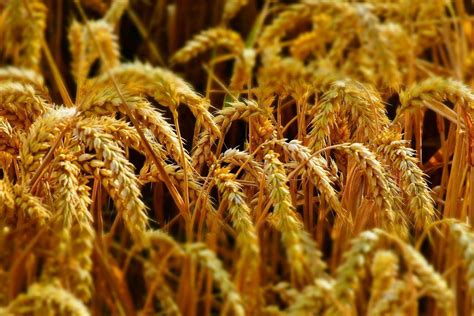 Government Revises Wheat Stock Limits To Ensure Food Security