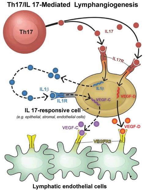 Mechanism Of T Helper Th Cell Mediated Lymphangiogenesis Th Sexiz Pix