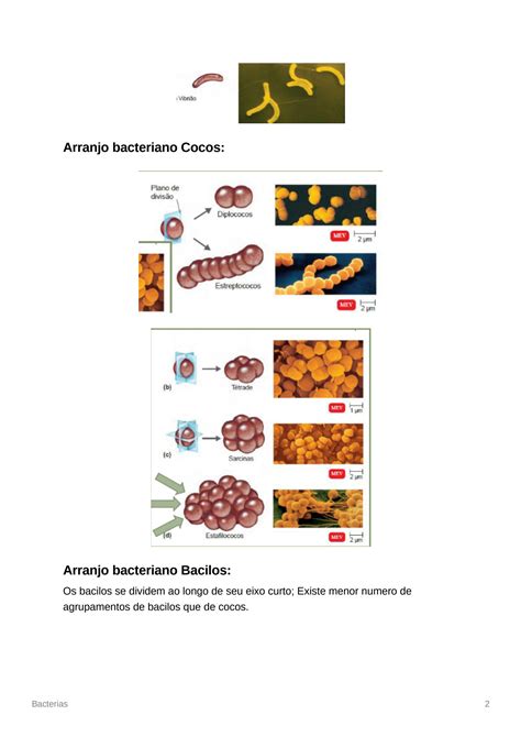 Solution Bacterias Studypool