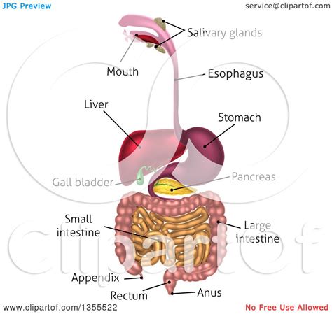 Human Digestive System Drawing At Explore