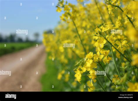 Field of rapeseed Stock Photo - Alamy