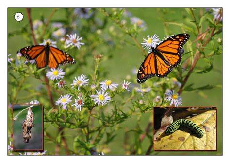 Minibeasts In The Garden Tiger Moon