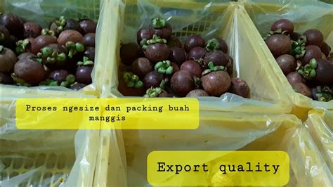 Buah Manggis Proses Ngesize Membagi Ukuran Dan Packing Buah Manggis