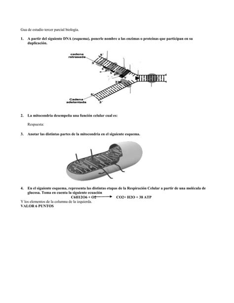 gua de estudio 3er parcial biología