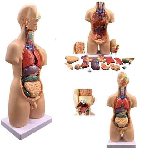 Buy Uigjiog Cm Human Body Model Pcs Human Torso Anatomy Model With