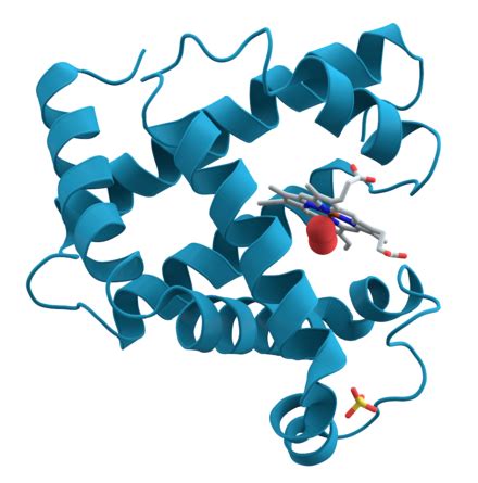 Structural biology - Wikipedia