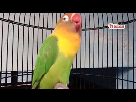 Masteran Lovebird Jantan Ngekek Panjang Pancingan Suara Lovebird