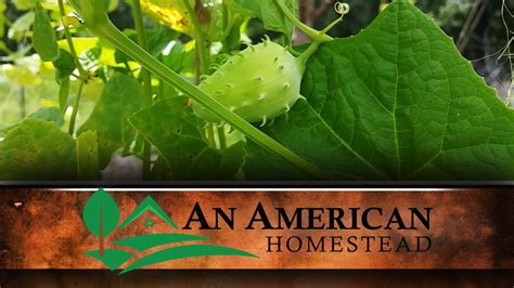 Achocha Fat Baby Seeds Now Available For Next Spring An American