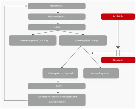 Exploring The Clinical Power Of Nt Probnp For Heart Failure Patient