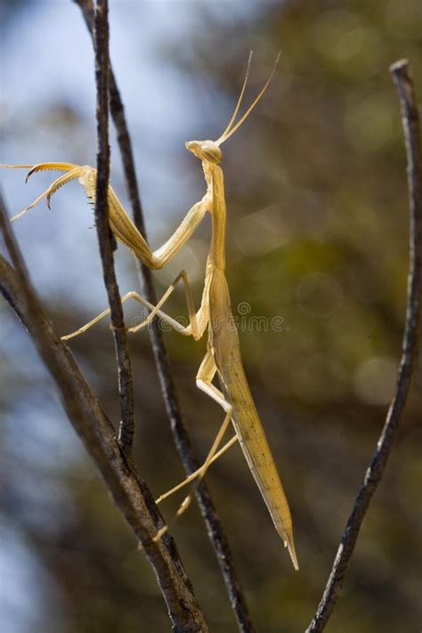 Two Yellow Praying Mantis Stock Photo Image Of Religiosa