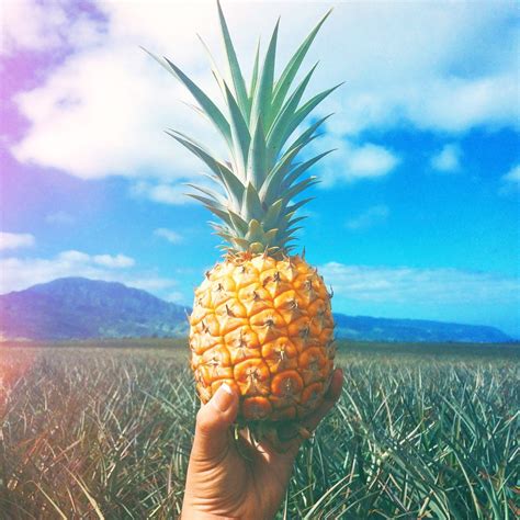 Pineapple Babe Grace Viviana