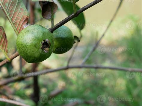 Psidium Guajava O Guayaba Común Colgando Del árbol 5345255 Foto De