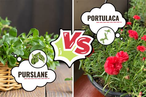 Purslane Vs Portulaca Whats The Difference