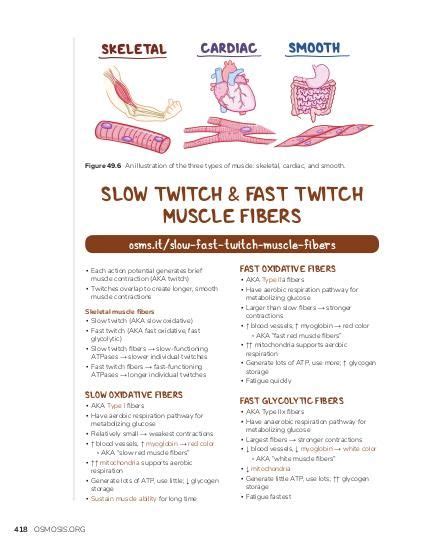 Slow twitch and fast twitch muscle fibers | Osmosis