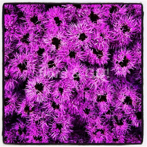 Purple Flowers in Garden