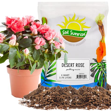 Desert Rose Potting Tips At Scott Lanier Blog