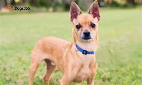 Facts About Deer Head Chihuahua Mix Dogs Thatll Leave You Amazed