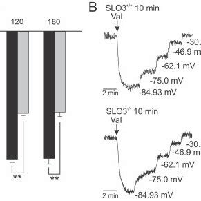 Membrane Potential Measurements A And Representative Plots Of