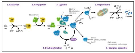 Cells Free Full Text Ubiquitin Conjugating Enzymes In Cancer