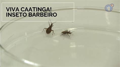 Viva Caatinga Inseto Barbeiro YouTube