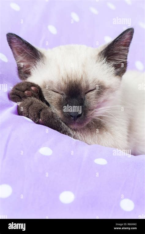 Sleeping siamese kitten on a bed Stock Photo - Alamy