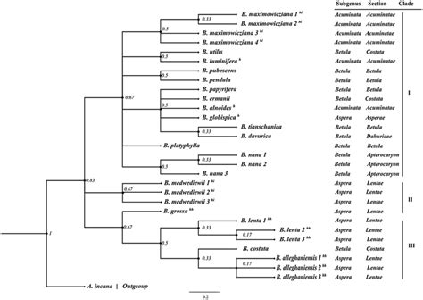 Maximum Likelihood Ml Phylogenetic Tree Based On The League Data Set Download Scientific