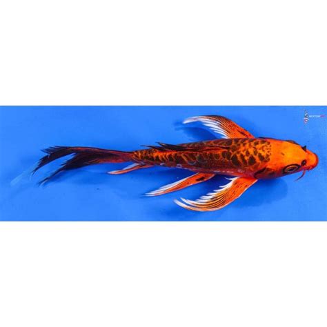 8” Imported Doitsu Orenji Matsuba Butterfly Koi Koi Fish For Sale