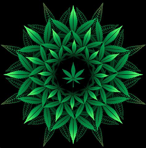 Mandala from cannabis leaf 14053339 Vector Art at Vecteezy