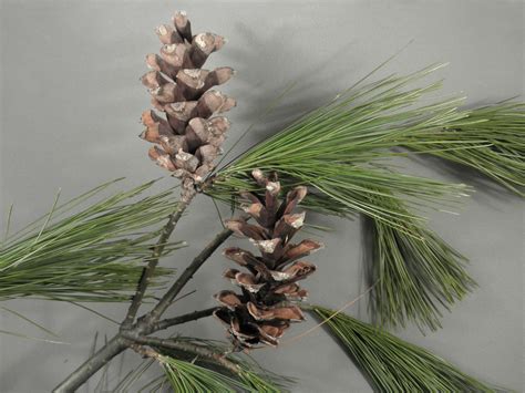 Pinus Strobus Pinaceae Image 44497 At PhytoImages Siu Edu