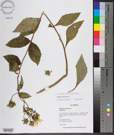 Silphium Dentatum Species Page Apa Alabama Plant Atlas