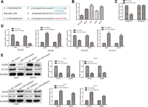 Target Of Mir 1299 In Nsclc Cells A Binding Sites Prediction Between