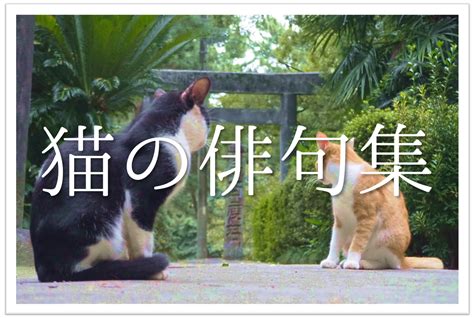 【猫をテーマに詠んだ俳句 30選】猫好き必見可愛らしい＆面白い俳句を紹介 俳句の教科書｜俳句の作り方・有名俳句の解説サイト