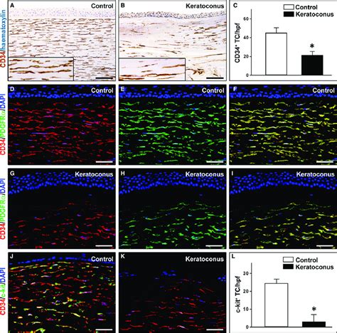 Representative light and fluorescence microscopy photomicrographs of... | Download Scientific ...