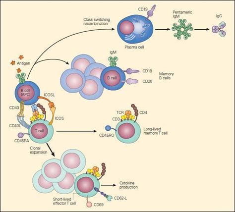 Schematic Representation Of The Clonal Expansion Immunopaedia