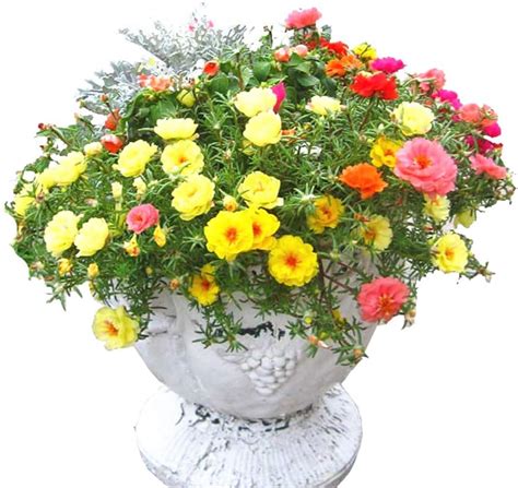 Amazon PLATAGO 1000pcs Mix Moss Rose Seeds Annual Flower Non GMO