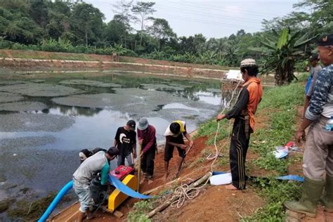 Masuki Musim Kemarau 22 Ribu Hektar Sawah Tadah Hujan Di Pandeglang