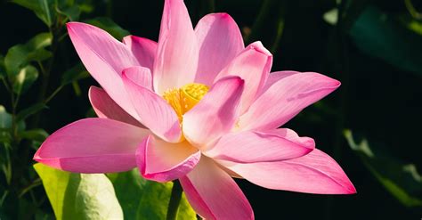 Close Up Photo Of Nelumbo Nucifera Flower · Free Stock Photo